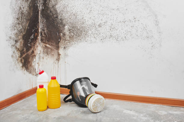 Best Mold Removal Company Near Me  in Bullard, TX