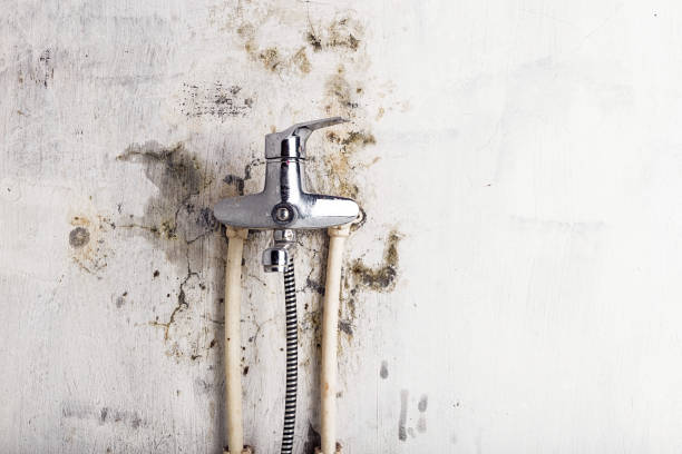 Trusted Bullard, TX Mold Removal Experts