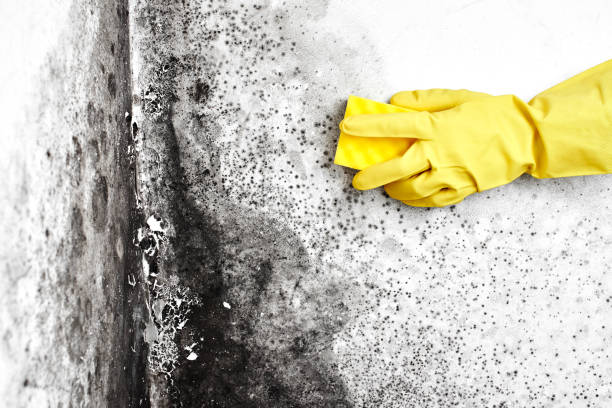 Best Mold Damage Repair  in Bullard, TX