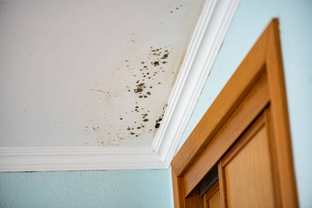 Crawl Space Mold Removal in Bullard, TX
