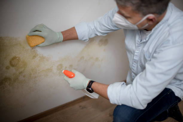 Best Mold Testing  in Bullard, TX