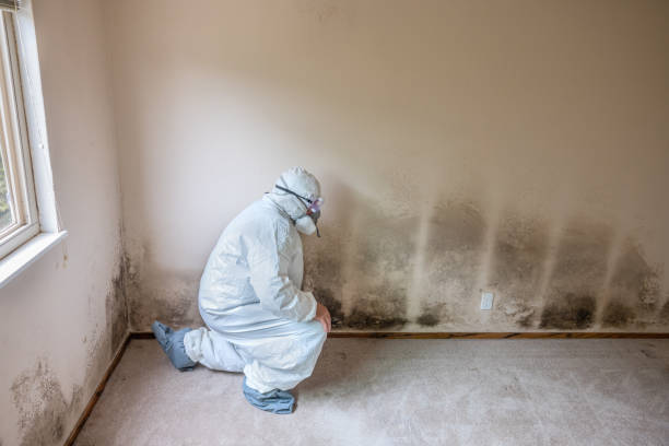 Best Affordable Mold Removal  in Bullard, TX