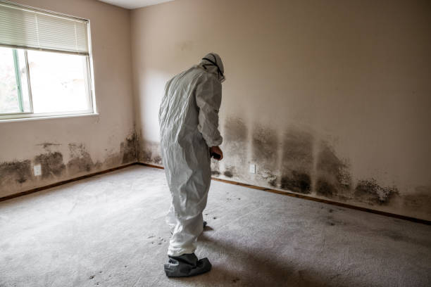 Best Emergency Mold Removal  in Bullard, TX