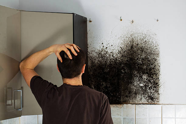 Best Best Mold Removal Companies  in Bullard, TX