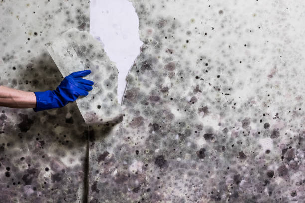 Best Same-Day Mold Removal  in Bullard, TX