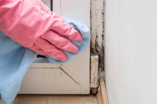 Best Residential Mold Removal  in Bullard, TX